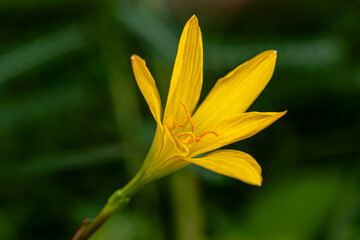 Obraz premium Close-up of a yellow Zephyranthes citrina.