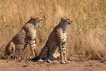 Gepard (Acinonyx jubatus) Familie in der Steppe, Kenia, Afrika © Aggi Schmid