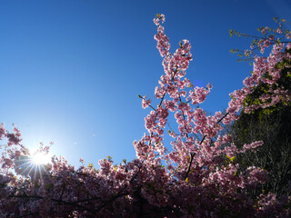 日本、春、日光に照らされる桜
