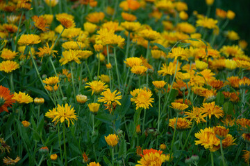 Obraz premium Field with yellow calendula flowers