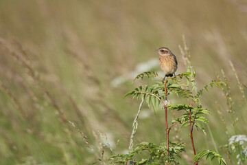 Junges Braunkehlchen wartet auf Futter	