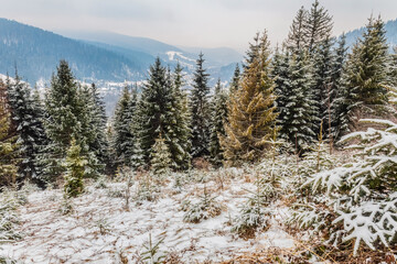 Landscapes - Forest - Europe, Romania, Suceava region