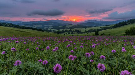 Fototapeta premium Sunset over mountain meadow, purple wildflowers, scenic landscape, nature photography