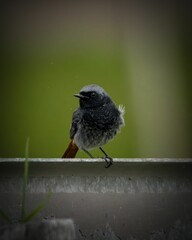 Black bird perched on metal surface with green backdrop.