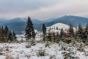 Landscapes - Forest - Europe, Romania, Suceava region