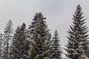 Landscapes - Forest - Europe, Romania, Suceava region