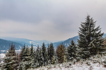 Landscapes - Forest - Europe, Romania, Suceava region