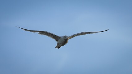 Seagull soaring in a clear blue sky.