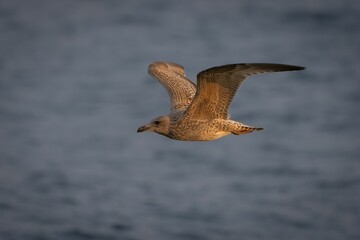Seagull in Flight Over Ocean