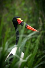 Saddle-billed stork in lush greenery.