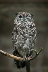 Spotted owl winking on a branch