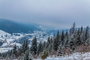 Landscapes - Forest - Europe, Romania, Suceava region