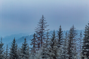 Landscapes - Forest - Europe, Romania, Suceava region