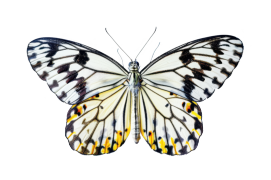 Butterfly with intricate black and white wing patterns, white isolated background.