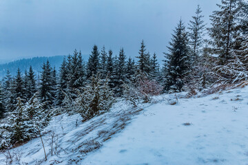Landscapes - Forest - Europe, Romania, Suceava region