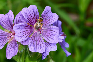 Blüten des Pracht-Storchschnabel (Geranium magnificum)	