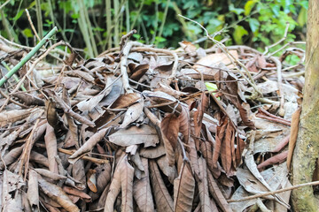 close up of a pile of dried leaves