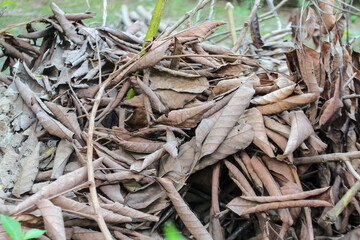 close up of a pile of dried leaves