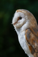 Barn owl portrait 