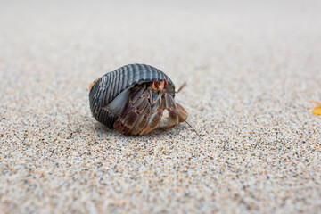 Pacific hermit crab Coiba national park