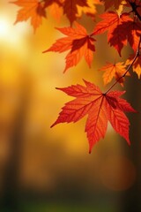 An orange maple branch with leaves and a soft focus autumnal scene, warm light, sun, orange