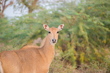 nilgae or Boselaphus tragocamelus looking at camera