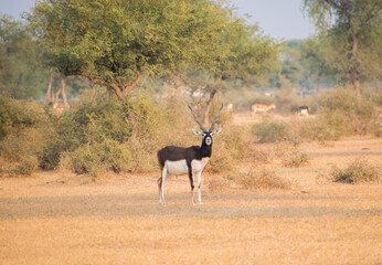 Rare animal portrait Male Blackbuck or antilope cervicapra looking at the camera in the grassland of Tal chhapar sanctuary churu rajasthan india . 