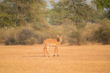 female blackbuck Antilope cervicapra standing on grasslands of the tal chhapar sanctuary churu rajasthan india