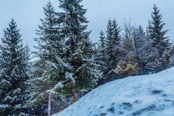 Landscapes - Forest - Europe, Romania, Suceava region