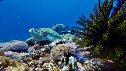 Turtle on a coral reef. The turtle lies on the seabed among the coral reef underwater.