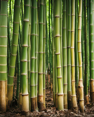 Obraz premium bamboo branches, green bamboo, bamboo leaves, natural bamboo, bamboo forest, green nature, tropical plants, lush greenery, bamboo stalks, zen garden, Asian aesthetic, exotic plants, eco-friendly, peac
