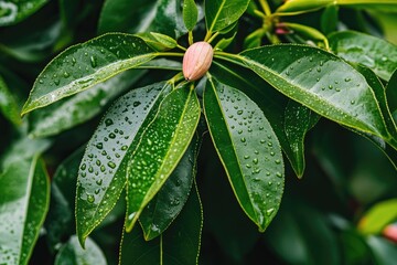 Close-up of green leaves with water droplets, blurred background of a tropical garden in the rainforest, macro photography.