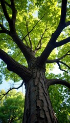 Fototapeta premium Tree branches stretching upwards with a mix of live and dead limbs, nature, tree