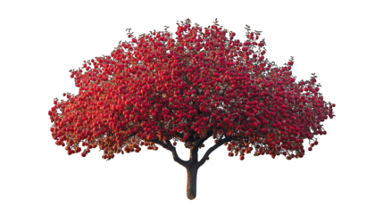 red apple tree isolated on white background
