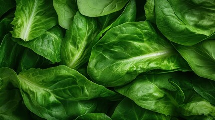 Fototapeta premium An up-close look at a variety of lush green lettuce leaves highlighting intricate textures and layers, emphasizing the freshness and health of plant-based foods.