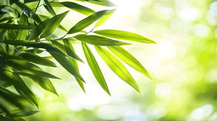 Obraz premium Vibrant Green Bamboo Leaves Nature Background