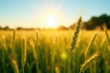 Barley stalks stretching towards the sunlight, field, natural light, plants