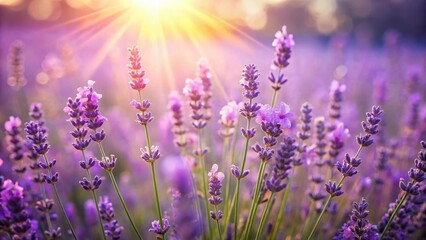 Naklejka premium Softly glowing lavender fields on a sunny day with delicate purple flowers swaying gently in the breeze, floral background, beautiful lavender