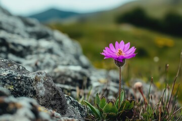 Obraz premium A small purple flower is growing on a rock. The flower is surrounded by grass and rocks, giving it a natural and peaceful appearance. Concept of tranquility and beauty in the midst of nature