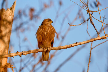 common buzzard sitting on a branch