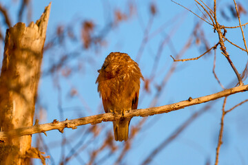 common buzzard sitting on a branch