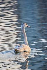 young swan on a lake on a winter day