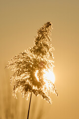 reed seen at sunset with the sun behind