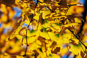 Bright Yellow Ginkgo Leaves in Porto