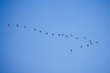 a flock of seagulls in the blue sky