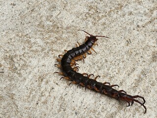 Chilopoda are flat-bodied, segmented, leggy invertebrates with antennae and dangerous fangs.