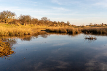 A peaceful pond in the dunes of Schiermonnikoog, reflecting the sky and surrounding vegetation in warm light