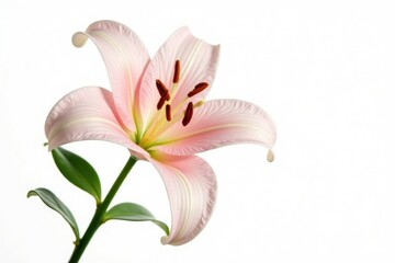 Delicate lily flower isolated on white background, delicate, lily, isolated flowers