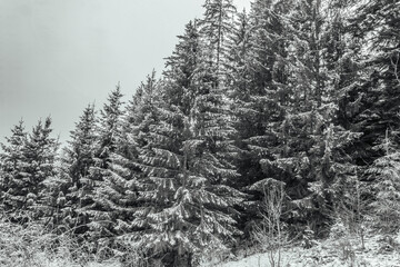 Landscapes - Forest - Europe, Romania, Suceava region