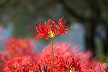 彼岸花
